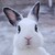 :iconmagic-dasha:
