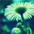 :iconmagic-moosy: