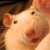 :iconmagic-rats: