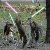 :iconmagical-chipmunk: