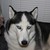 :iconmagical-sowa: