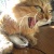 :iconmagicalljo: