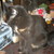 :iconmagicblackcat21688: