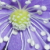 :iconmagicfingertips: