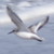 :iconmagicflyingturtle: