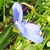 :iconmagiclens: