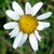 :iconmagicninapitak: