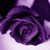 :iconmagicwolfvamp: