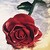 :iconmagin22: