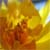 :iconmagnolia-morgan: