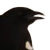 :iconmagpiemanic: