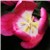 :iconmaho229: