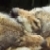 :iconmaidenandthewolf: