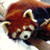 :iconmaidenofthemist: