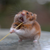 :iconmaimanson: