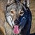 :iconmaineac92: