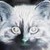 :iconmaiphallei: