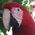 :iconmairigal3: