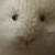 :iconmaisy10002324:
