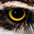 :iconmajestpuprle: