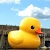 :iconmajikalrubberducky:
