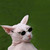 :iconmajilta: