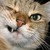 :iconmajin684: