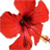 :iconmajo-no-kurai: