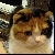 :iconmajorirrelavence: