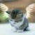 :iconmakna-tuna: