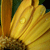 :iconmakun-stock:
