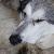 :iconmalamute-musher: