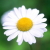 :iconmalgosiait68:
