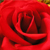 :iconmalhoch: