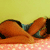 :iconmalika: