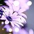 :iconmalina21: