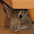:iconmalinart: