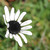 :iconmally1198:
