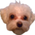 :iconmalteseplz: