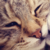 :iconmama-daddy: