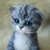 :iconmama-lua: