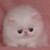 :iconmamaduck49: