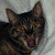 :iconmamanechan: