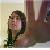 :iconmambocheese: