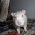 :iconmanastirbaroue: