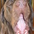 :iconmandarinfou: