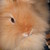 :iconmandie-art: