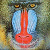 :iconmandrill: