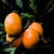 :iconmandrine: