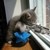 :iconmandy48100: